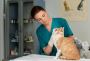 Cat Grooming Dubai