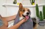 Mobile Pet Grooming Dubai Mobile Pet Grooming Dubai