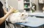Groomers for Cats Groomers for Cats