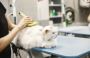 Mobile Cat Grooming Mobile Cat Grooming
