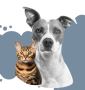 Pet Grooming Dubai Pet Grooming Dubai