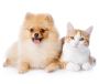 Cat Grooming Dubai