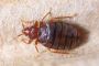 Sleep Easy: Bed Bug Pest Control Starting Rs.699