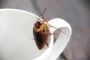 Mumbai Cockroach Pest Control Near Me | VSG Pest Control