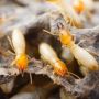 Warranty-Backed Termite Pest Control in Bnadra - Book now