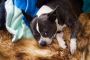  Find the Best Pet Grooming Services Near You