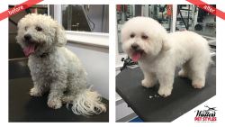 Professional Dog Mat Removal Services – Safe, Gentle, and St