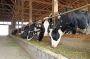 Trusted Animal Feed Dealer Supplying Quality Nutrition