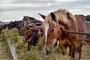 Trusted Animal Feed Dealer for Quality Livestock Nutrition