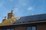 Squirrels under solar panels