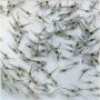 Top Galda Prawn Seeds Supplier in Tamil Nadu