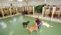 Small pet boarding near me Spring Hill Small pet boarding near me Spring Hill