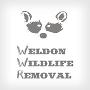Weldon Wildlife Removal - Tampa Bay, St. Petersburg Weldon Wildlife Removal - Tampa Bay, St. Petersburg