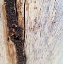Best Termite Control service in Port Macquarie
