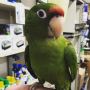 Bobby – Puerto Rican amazon
