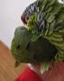 Chase – Lilac-crowned amazon