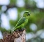 Cinna – Short-tailed parrot