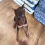Miniature Pinscher Puppies for Sale Miniature Pinscher Puppies for Sale
