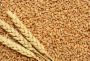Karunesh Singhania Wheat Impex
