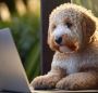 Goldendoodle Puppies Tennessee