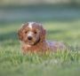 Mini Goldendoodle Near Me Mini Goldendoodle Near Me