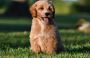 Best Goldendoodle Puppies in Indiana