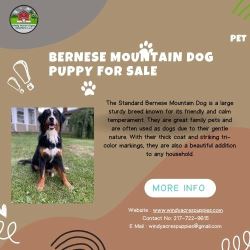 Beautiful Bernese Mountain Dog Puppies Available