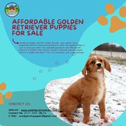 Healthy & Affordable Golden Retriever Puppies for Sale