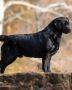 English Labrador Retriever In Arizona