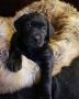 Labrador Retriever Puppies For Sale In Arizona