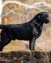 Labrador Retriever Breeders In AZ