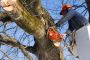 Johns Creek Tree Service & Removal Experts