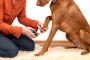 Woof Woof Pet Resort | Pet Boarding Service in Hutchinson