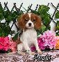Ruby King Charles Spaniel 