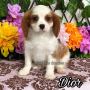 Cavalier Dog Price 