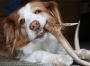 best price antlers for dogs