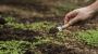 Healthy Shrubs Fertilization Services in Ottawa by Wright Tr