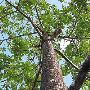 Ottawa Tree Supports – Professional Cabling & Bracing