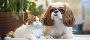 Popular Pet Insurances: Peace Of Mind For Your Furry Friends