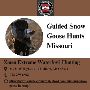 Guided Snow Goose Hunts Missouri