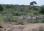 Experience Wildlife Riches on a Lake Manyara National Park S