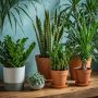 Affordable Indoor Plants That Don’t Need Sun – Lush & Easy-C