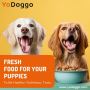 Top-Quality Fresh Food for Puppies – Available Now at Yodogg