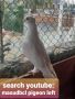 Do you love white pigeons? Search youtube: masudbcl pigeon l