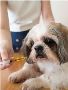 Quality Veterinary Nutrition Supplements Manufacturer in Ind