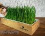 Shop Microgreen Seeds Online