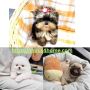 Bezaubernde Welpen zu verkaufen – Zwergspitz, Yorkie & Mops 